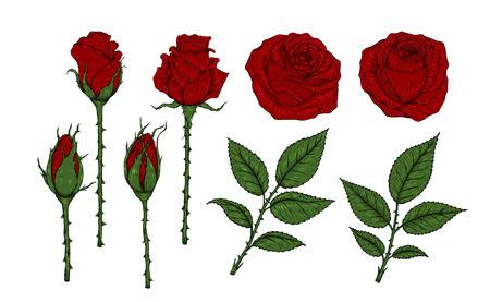 Rose ornament vector set by hand drawing.Beautiful flower on brown background.Rose art highly detailed in line art styleのイラスト素材