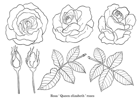 Rose ornament vector set by hand drawing.Beautiful flower on brown background.Rose art highly detailed in line art styleのイラスト素材