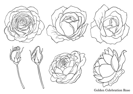 Rose ornament vector set by hand drawing.Beautiful flower on brown background.Rose art highly detailed in line art styleのイラスト素材