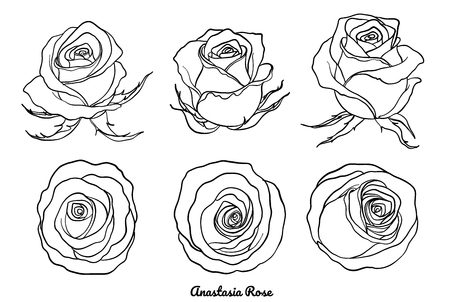 Rose vector set by hand drawing.Beautiful flower on brown background.Rose art highly detailed in line art styleのイラスト素材