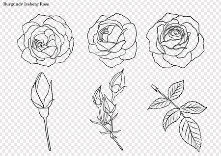 Rose vector set by hand drawing.Beautiful flower on brown background.Rose art highly detailed in line art styleのイラスト素材