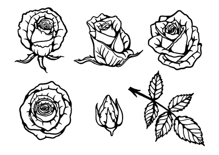 Rose vector set by hand drawing.Beautiful flower on brown background.Rose art highly detailed in line art style.のイラスト素材