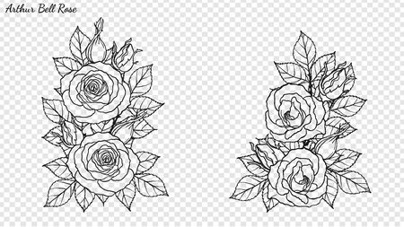 Rose ornament vector by hand drawing. Beautiful flower on transparent background. Arthur Bell rose vector art highly detailed in line art style. Flower tattoo for paint or pattern.のイラスト素材