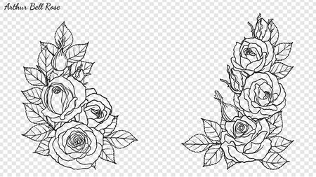Rose ornament vector by hand drawing. Beautiful flower on transparent background. Arthur Bell rose vector art highly detailed in line art style. Flower tattoo for paint or pattern.のイラスト素材