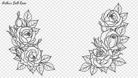 Rose ornament vector by hand drawing. Beautiful flower on transparent background. Arthur Bell rose vector art highly detailed in line art style. Flower tattoo for paint or pattern.のイラスト素材