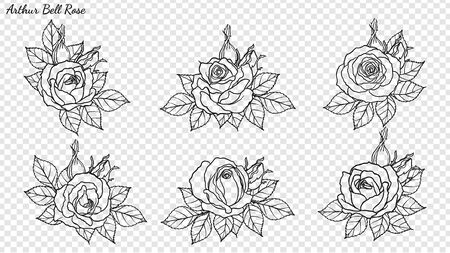 Rose ornament vector by hand drawing. Beautiful flower on transparent background. Arthur Bell rose vector art highly detailed in line art style. Flower tattoo for paint or pattern.のイラスト素材