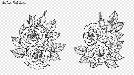 Rose ornament vector by hand drawing. Beautiful flower on transparent background. Arthur Bell rose vector art highly detailed in line art style. Flower tattoo for paint or pattern.のイラスト素材
