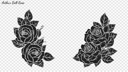 Rose ornament vector by hand drawing. Beautiful flower on transparent background. Arthur Bell rose vector art highly detailed in line art style. Flower tattoo for paint or pattern.のイラスト素材