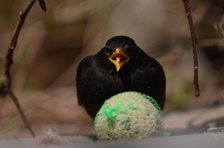 Blackbirdの写真素材