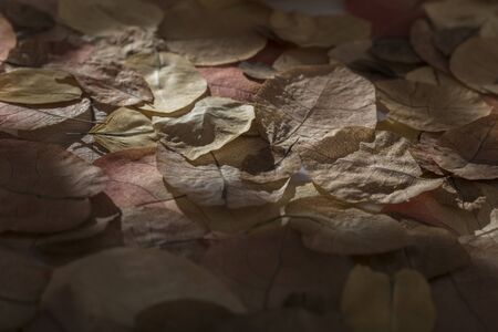 Still life of dried bougainvillea petals. Dried petals distributed with different forms of lighting....