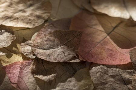 Still life of dried bougainvillea petals. Dried petals distributed with different forms of lighting....