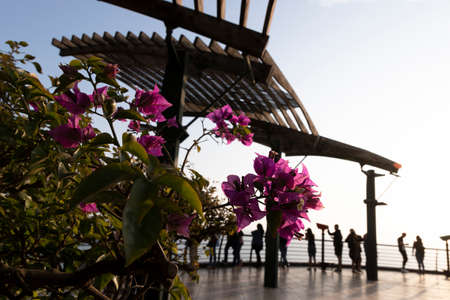 Violet flowers in the foreground, while in the background blurred, a group of people observe the sea...