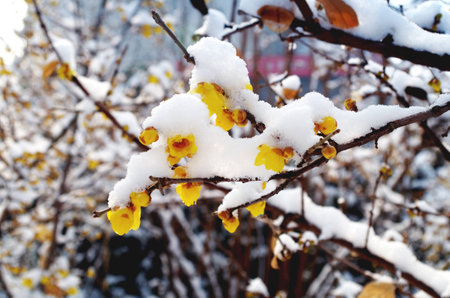 Yellow plum blossom in the snowの写真素材