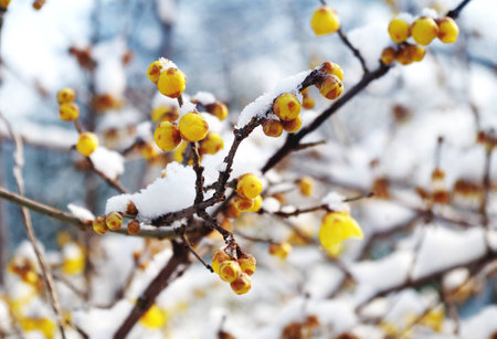 Yellow plum blossom in the snowの写真素材