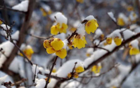 Yellow plum blossom in the snowの写真素材
