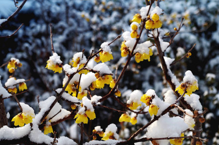 Yellow plum blossom in the snowの写真素材