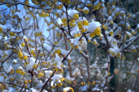 Yellow plum blossom in the snowの写真素材