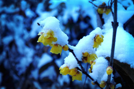 Yellow plum blossom in the snowの写真素材