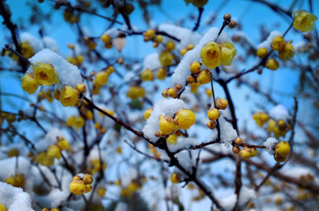 Yellow plum blossom in the snowの写真素材