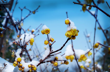 Yellow plum blossom in the snowの写真素材