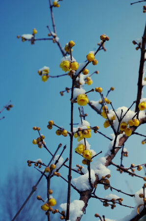 Yellow plum blossom in the snowの写真素材