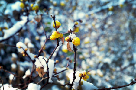 yellow plum at snowの写真素材