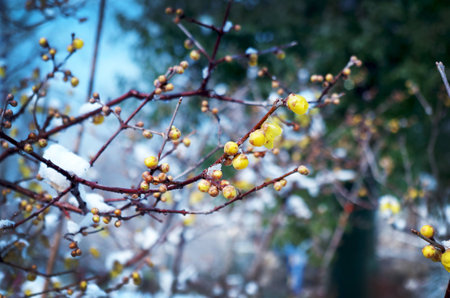 Wintersweet flower snow, Lamei, yellow plumの写真素材
