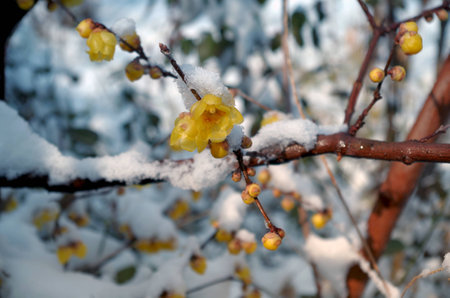 Wax plum blossom in full Lamei, bloom in the snow yellow wintersweetの写真素材