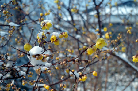 Wax plum blossom in full Lamei, bloom in the snow yellow wintersweetの写真素材