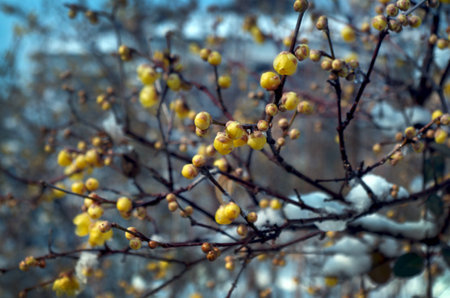 Plum blossom in winter bloom,の写真素材