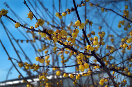 Plum blossom in winter bloomの写真素材