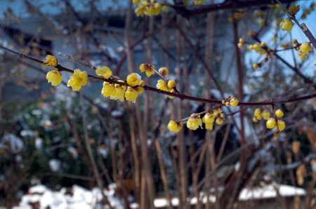 Plum blossom in winter bloomの写真素材