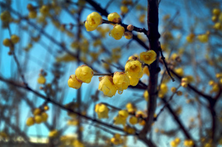 Plum blossom in winter bloomの写真素材