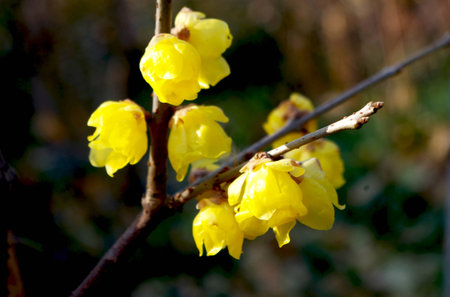 Blooming yellow plum blossom wintersweet flowers.の写真素材