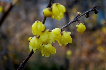Blooming yellow plum blossom wintersweet flowers.の写真素材