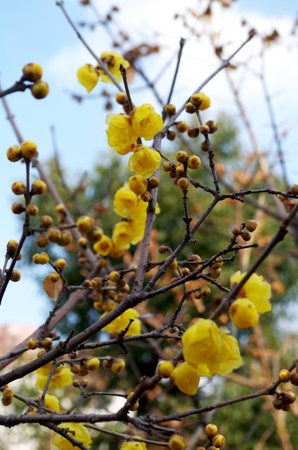 Blooming yellow plum blossom wintersweet flowers.の写真素材