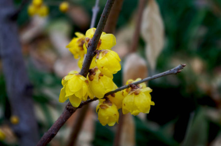 Blooming yellow plum blossom wintersweet flowers.の写真素材