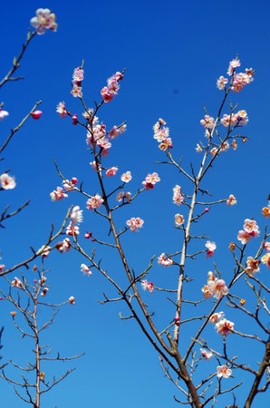 Blooming plum blossom in springの写真素材