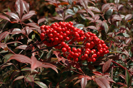 Crataegus pinnatifidaの写真素材