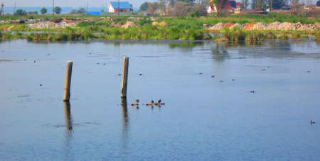 Birds on the waterの写真素材