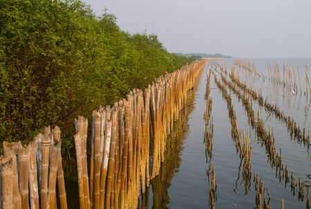 Mangrove forest at  Bang-pu of Samutprakarn, Thailand の写真素材
