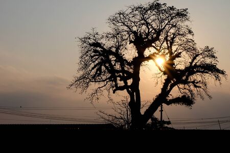 silhoette tree with sunの写真素材