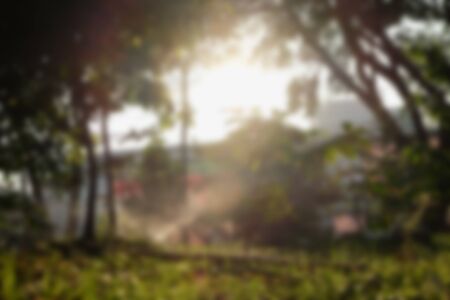 Blurred tree during sunset useful as backgroundの写真素材