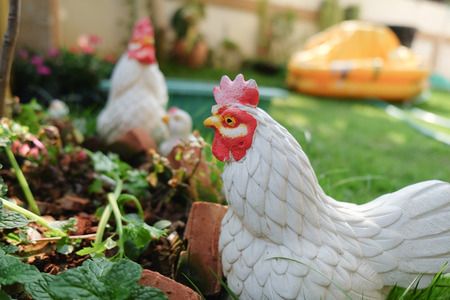 people use toy hen to  decorate in gardenの写真素材