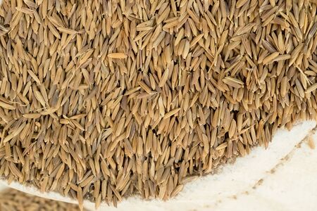 Paddy riceの写真素材