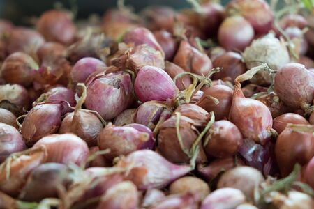 Fresh onion in sunlightの写真素材