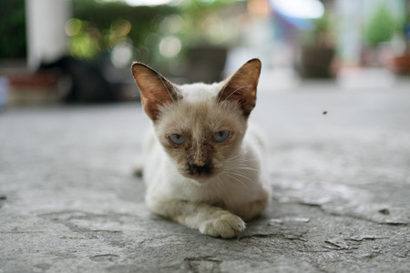 stray cat at public temple in Thailandの写真素材