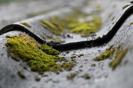 Moss and water drop growing on the roof tile