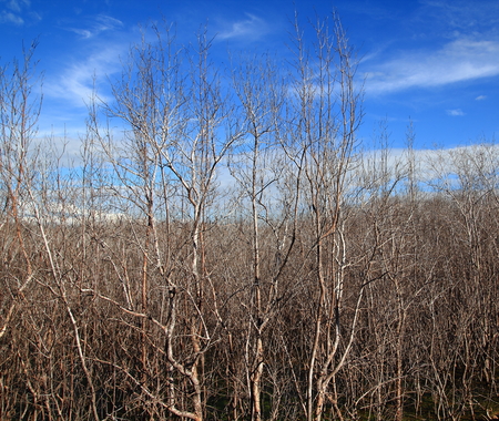 The mangrove tree at low tide and degradationの写真素材