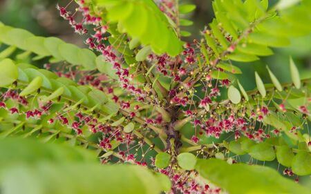 Fresh green leaves forming natural backgroundの写真素材